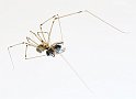 Insectes - Proxi